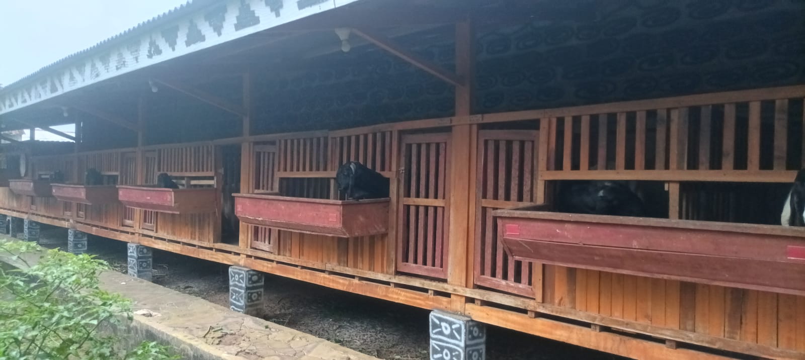 Kandang Semi Premium