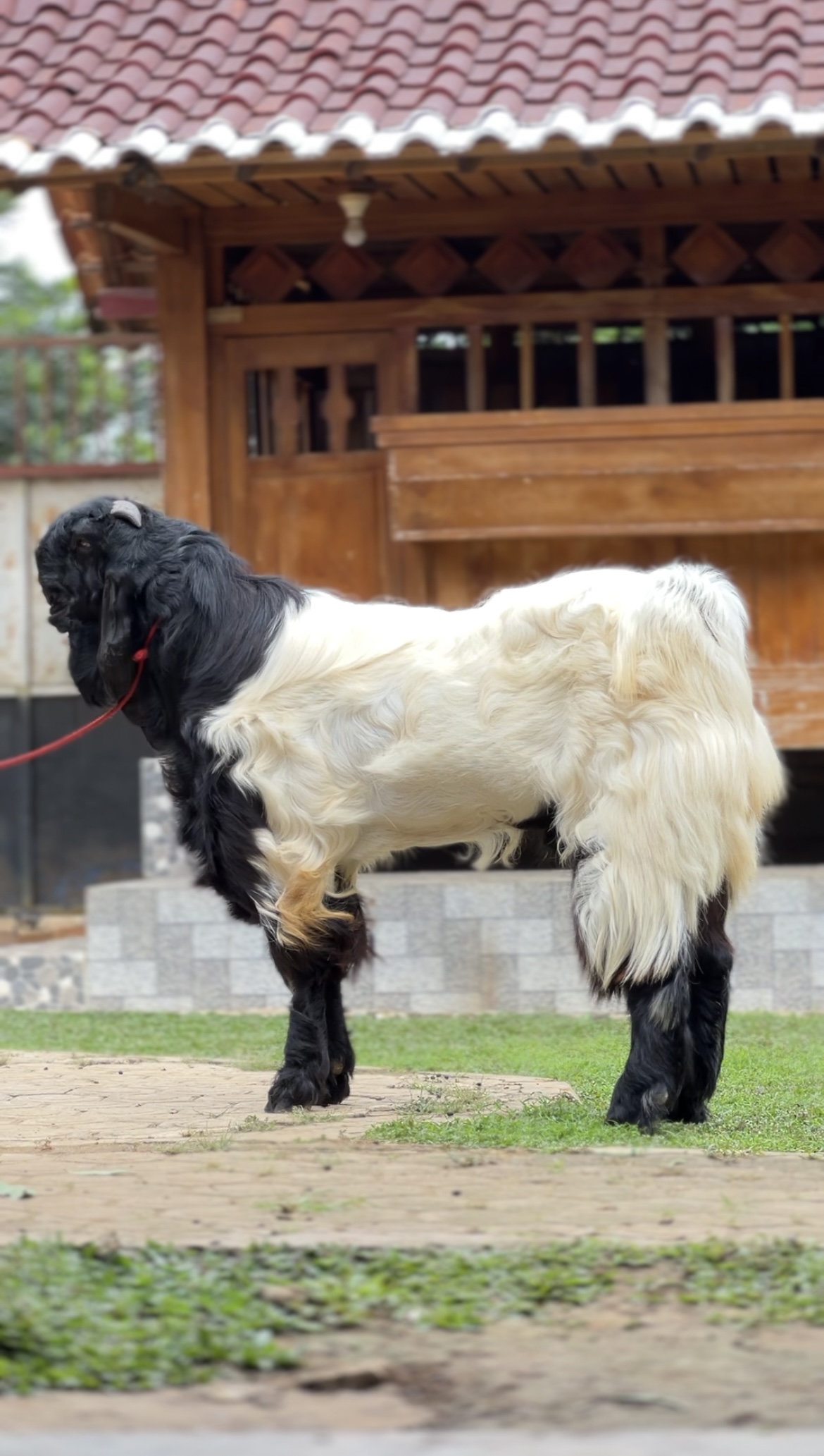 Gambar MARSELINO - 1