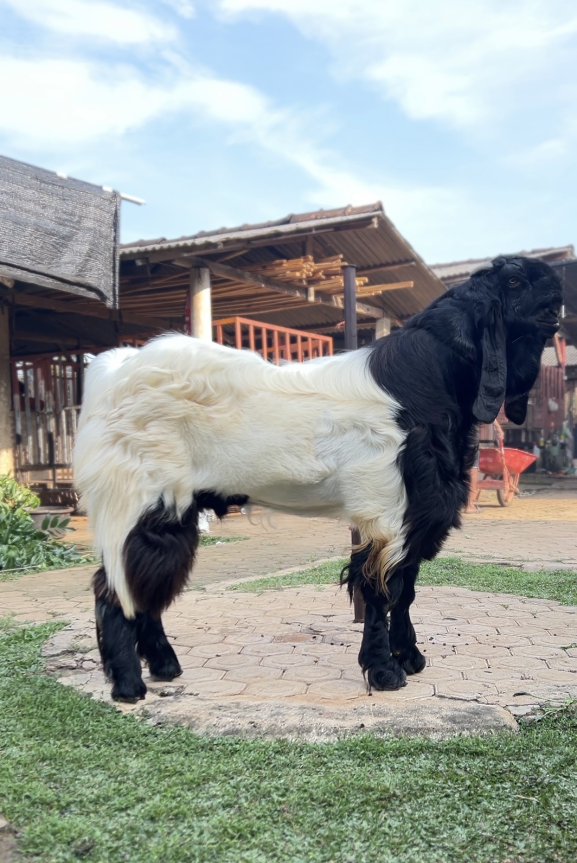 Gambar MARSELINO - 2