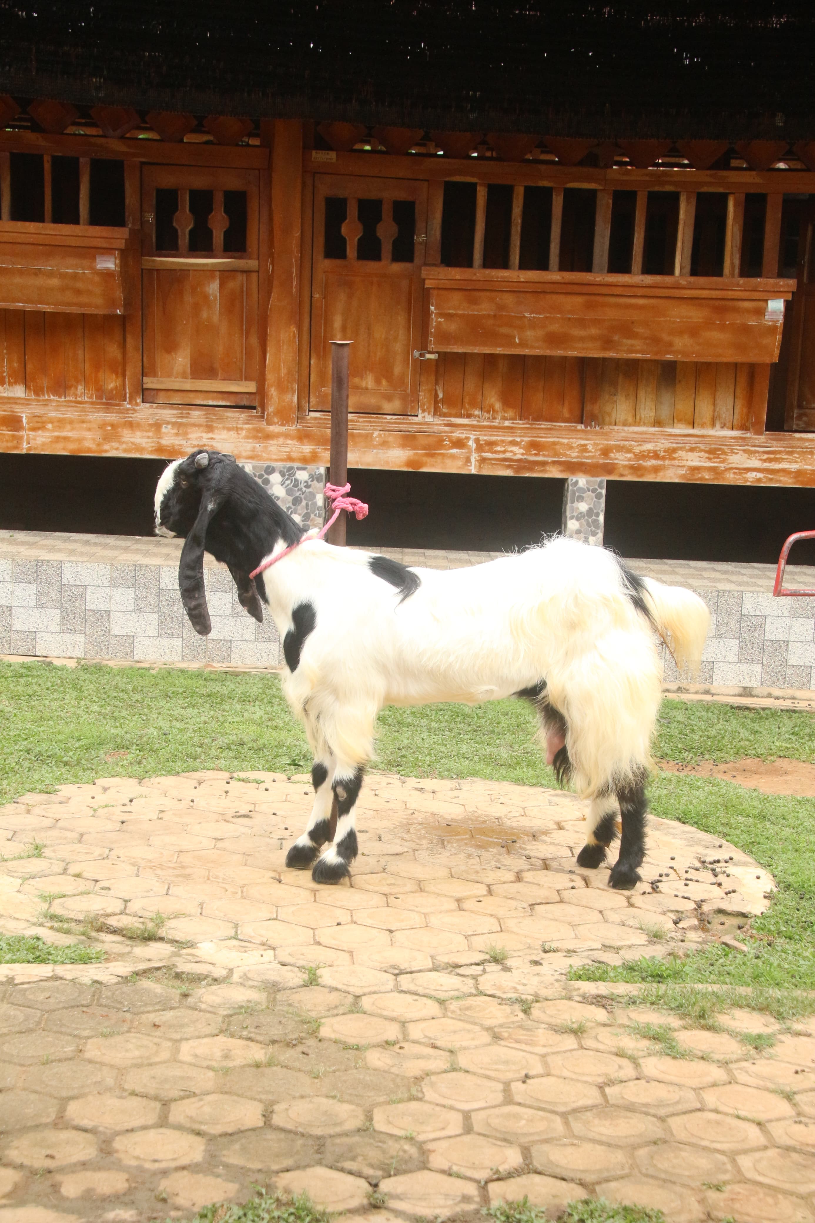 Gambar PUTRI RATU - 2