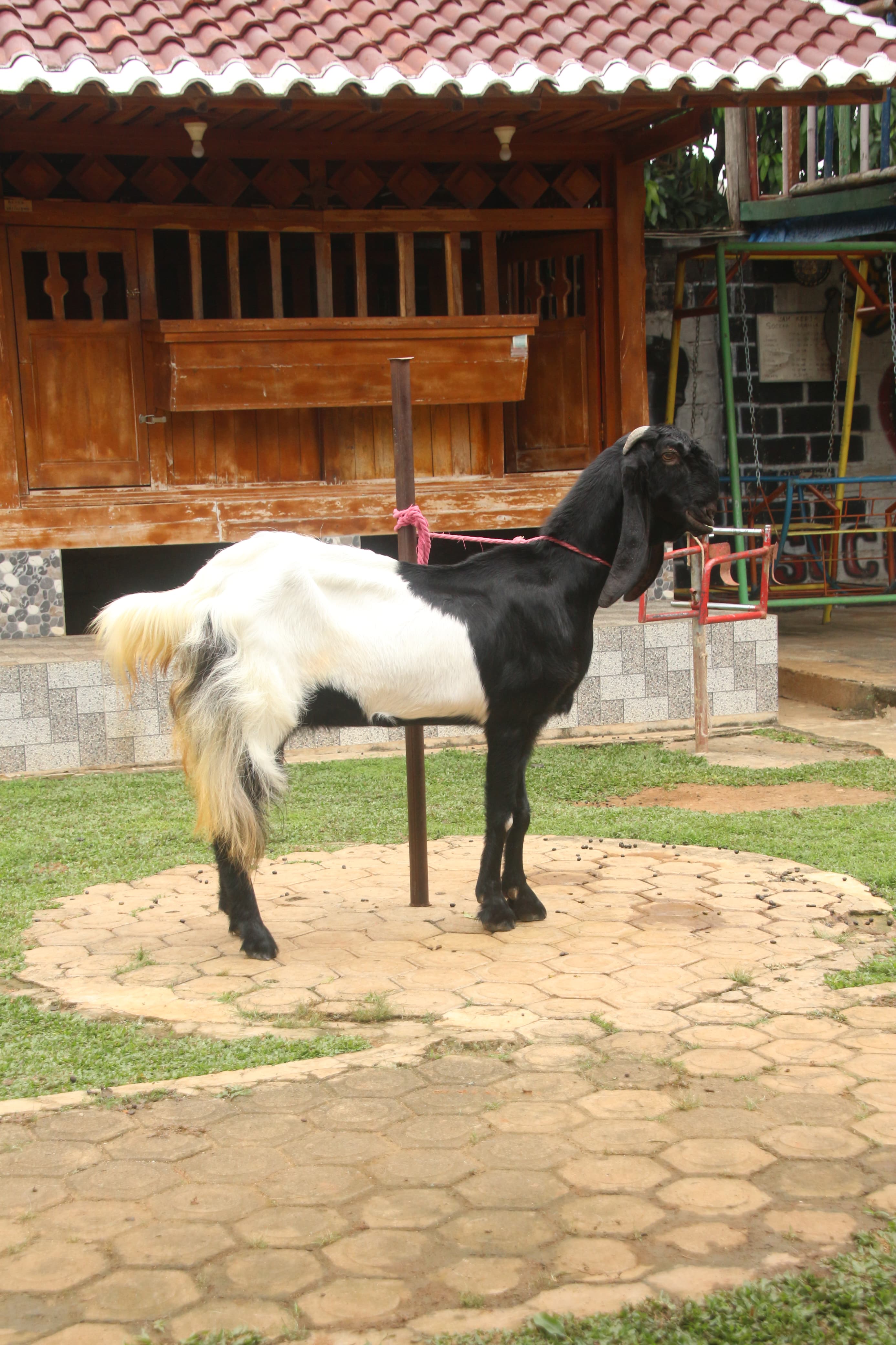 Gambar PUTRI AYU - 1