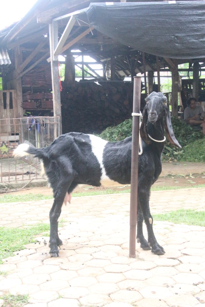Gambar REZA - 1