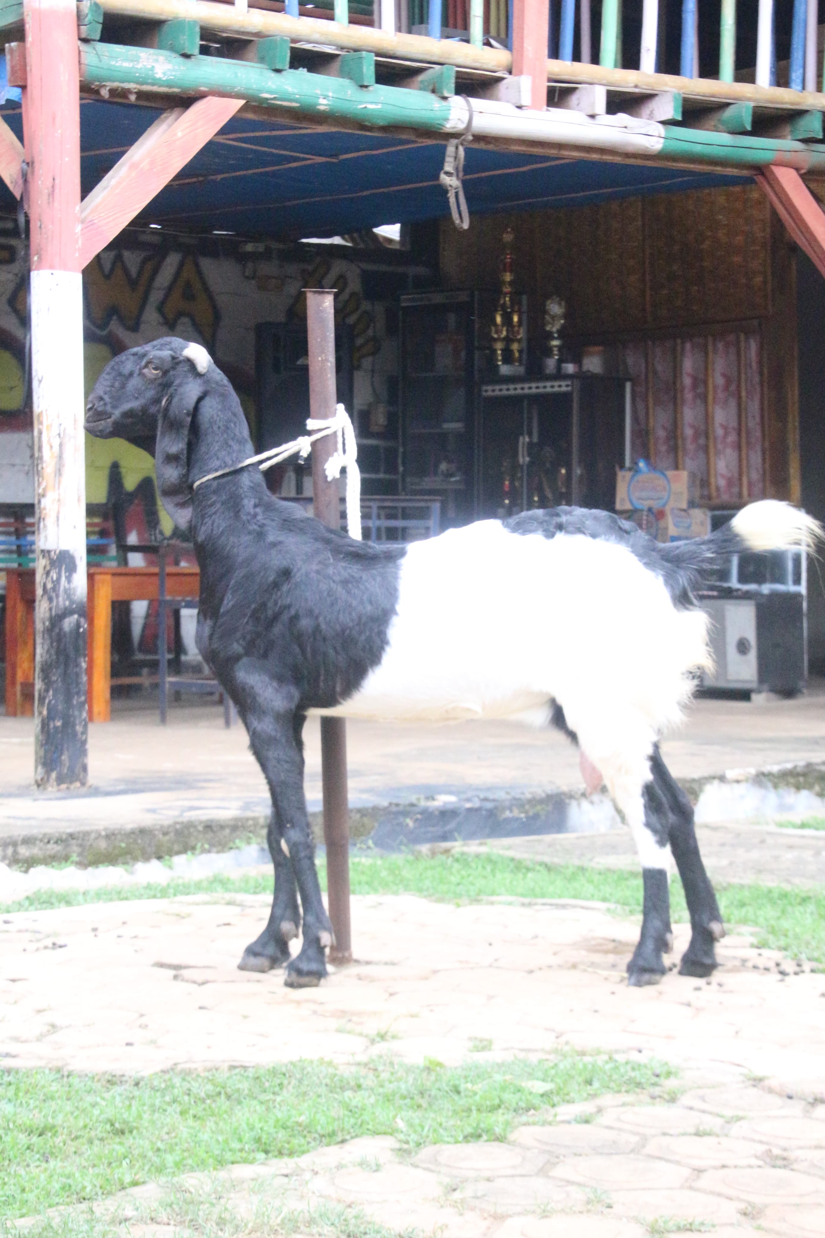 Gambar REZA - 2