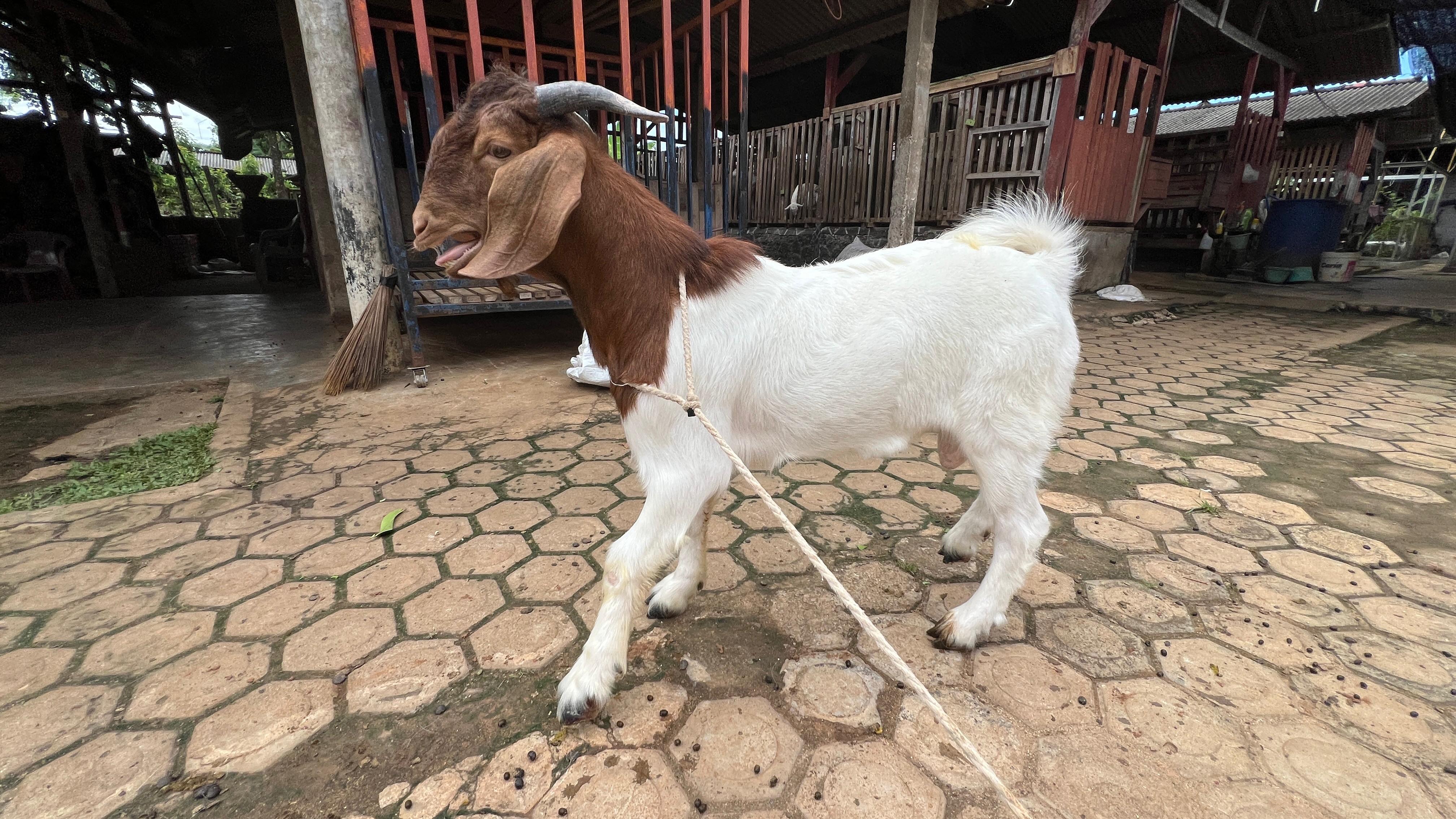 Gambar CANNAVARO - 2