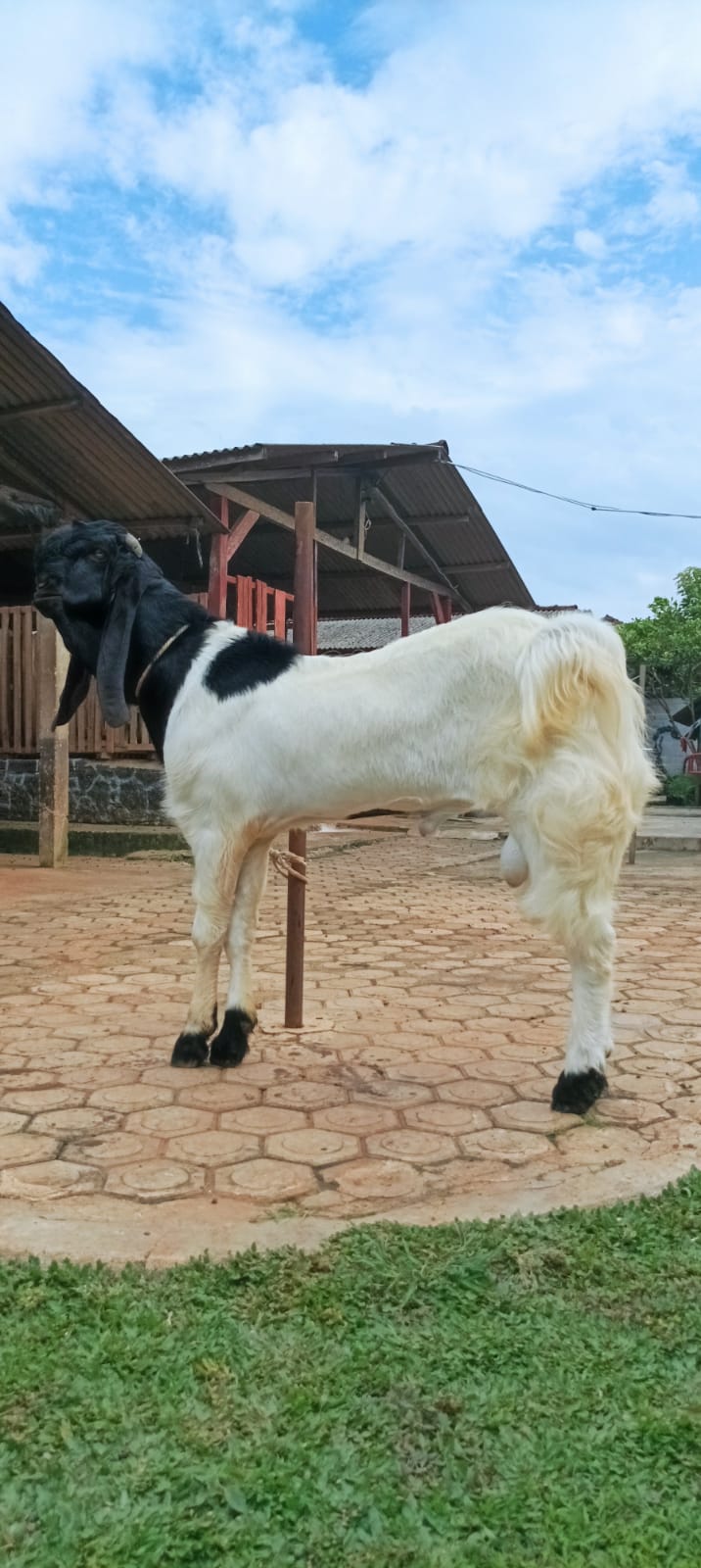 Gambar GELANG MAS - 1