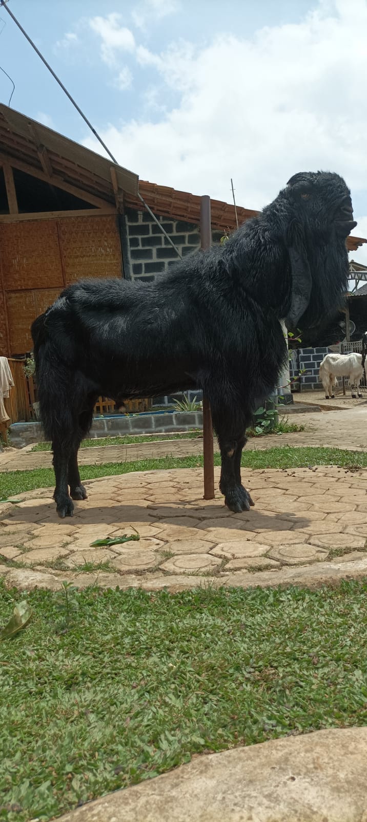 Gambar BLACK COBRA - 1