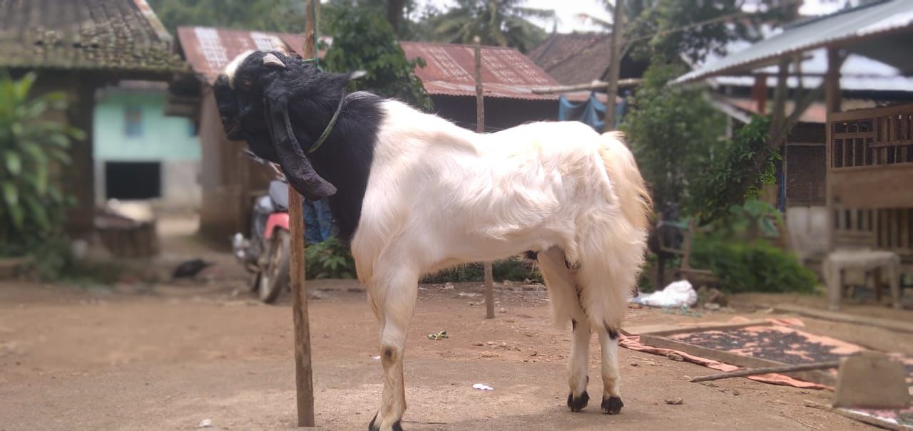 Gambar MR BEAN SMF - 2